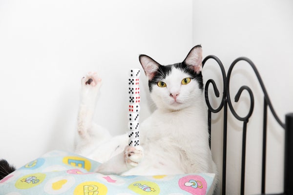 Bibi, a cat in Malaysia, managed to balance nine dice on his paw.