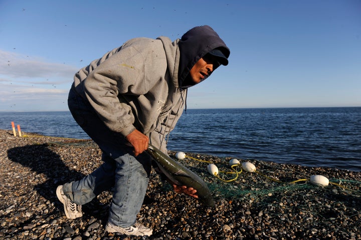 Alaska Native Michael Dirks collects a silver salmon he caught while fishing in the Chukchi Sea in 2010. His Point Hope village has lived a mostly subsistence life of hunting and fishing for thousands of years.