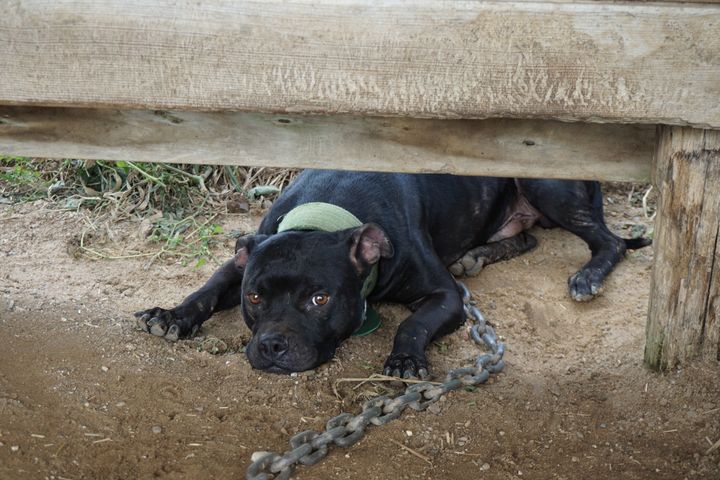 Dogs on the property were found tethered with heavy chains.