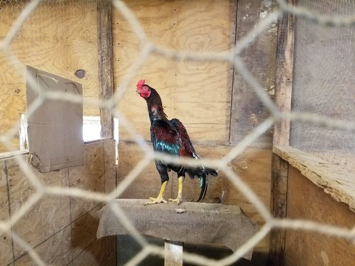 Law enforcement said both roosters and dogs had injuries consistent with being forced to fight.