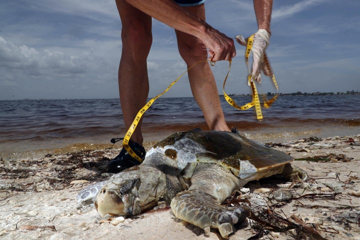 Red tide victims found along Sanibel Island on Sept. 2 include a Kemp's Ridley sea turtle, a shark, a heron, a goliath grouper, numerous other fish, rays, and eels.