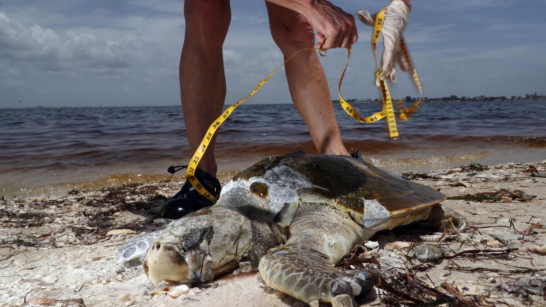 Florida's Toxic Red Tide Is Spreading North Up The Gulf Coast HuffPost