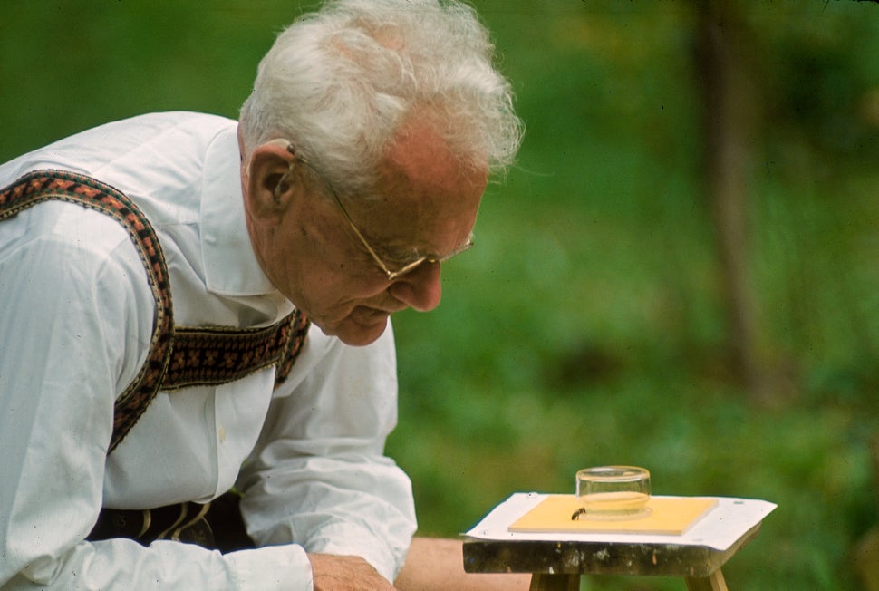 Karl von Frisch testing the ability of bees to perceive color in his home garden in Austria, 1964.
