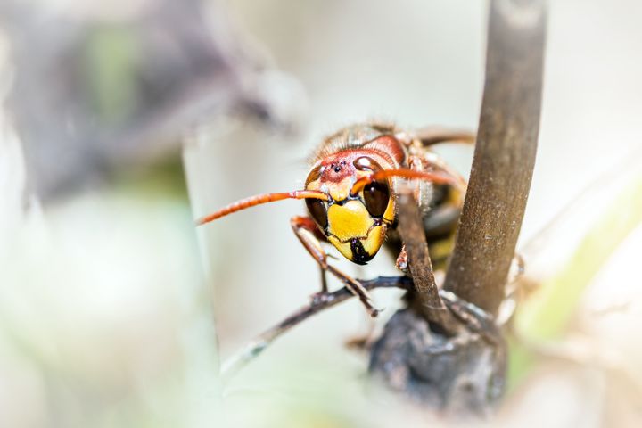 An Asian hornet (file picture) 