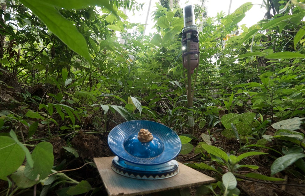 Daniëlle Hoogendijk's camera trap.