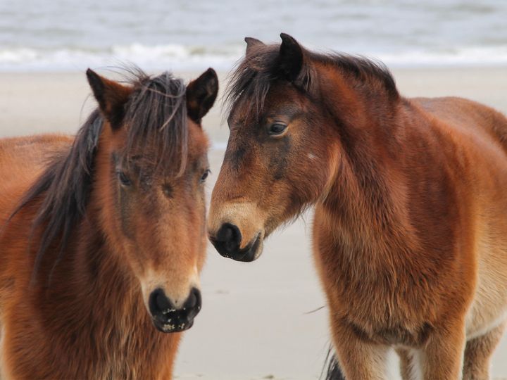 Two horses on a February day on the beach in Corolla, North Carolina.