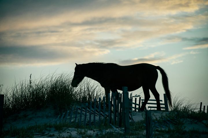 A wild Spanish mustang on an Outer Banks dune in 2011.