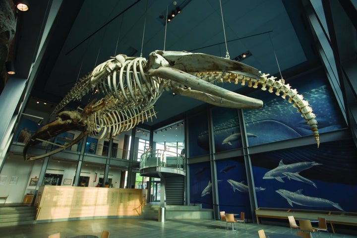 Skeletons of sperm, humpback, right and blue whales are displayed in the privately owned whaling museum at New Bedford Whalin