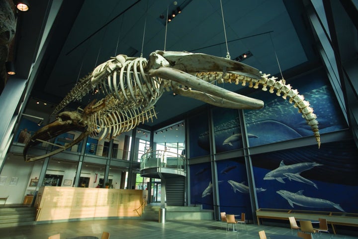 Skeletons of sperm, humpback, right and blue whales are displayed in the privately owned whaling museum at New Bedford Whaling National Historical Park. The whales died accidentally from ship strikes. The largest, a blue whale, is 66 feet.