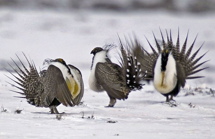 Sage grouse on a lake outside Walden, Colorado.