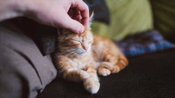 Άνδρας προσβλήθηκε από σπάνια ασθένεια που του μετέδωσε η γάτα του