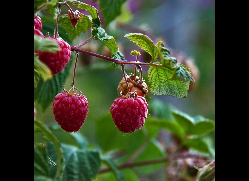 Berries