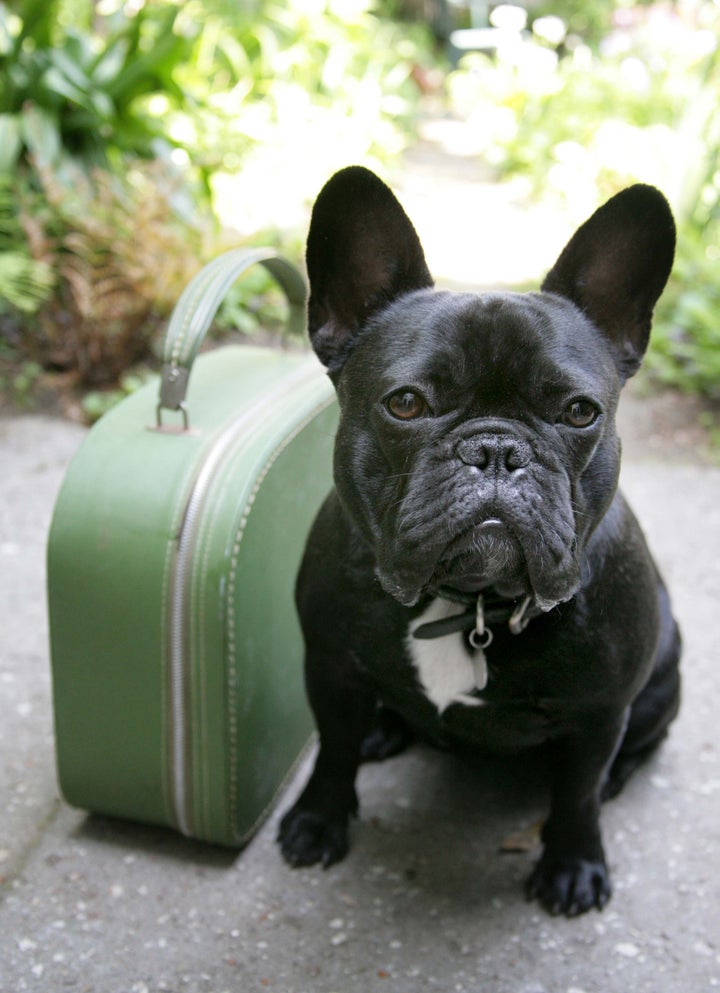 Airlines that fly english sales bulldogs