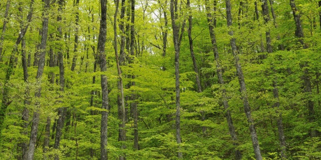 A Green And Lush Hardwood Forest Of Verdure