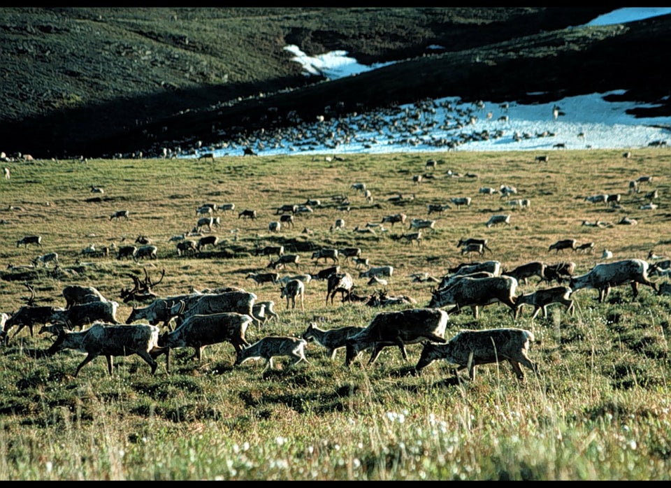 Caribou, Alaska