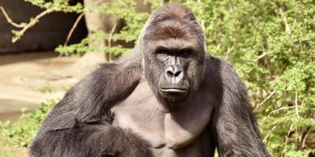 Harambe, a 17-year-old gorilla at the Cincinnati Zoo is pictured in this undated handout photo provided by Cincinnati Zoo. REUTERS/Cincinnati Zoo/Handout via ReutersATTENTION EDITORS - THIS PICTURE WAS PROVIDED BY A THIRD PARTY. REUTERS IS UNABLE TO INDEPENDENTLY VERIFY THE AUTHENTICITY, CONTENT, LOCATION OR DATE OF THIS IMAGE. THIS PICTURE IS DISTRIBUTED EXACTLY AS RECEIVED BY REUTERS, AS A SERVICE TO CLIENTS. FOR EDITORIAL USE ONLY. NO RESALES. NO ARCHIVES.