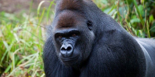 Male Silverback Gorilla
