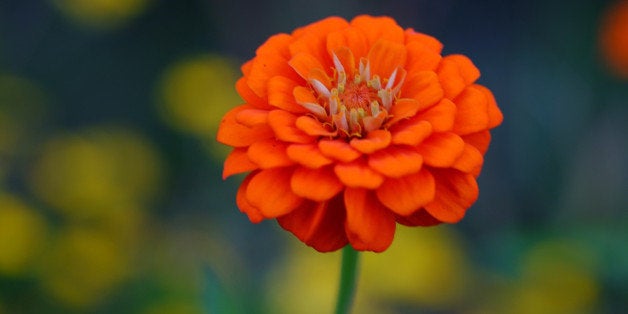 Close-Up Of Marigold Flower