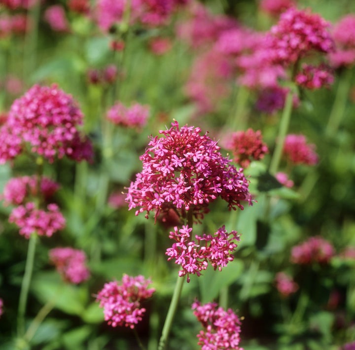 Valerian: Help for Post-Menopausal Insomnia? | HuffPost Life