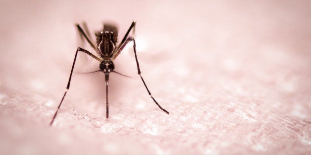 black culex mosquito on ground