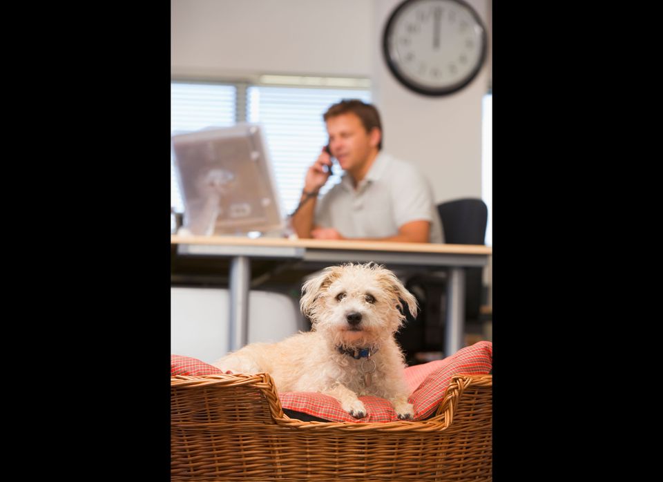 Bring Your Dog To Work