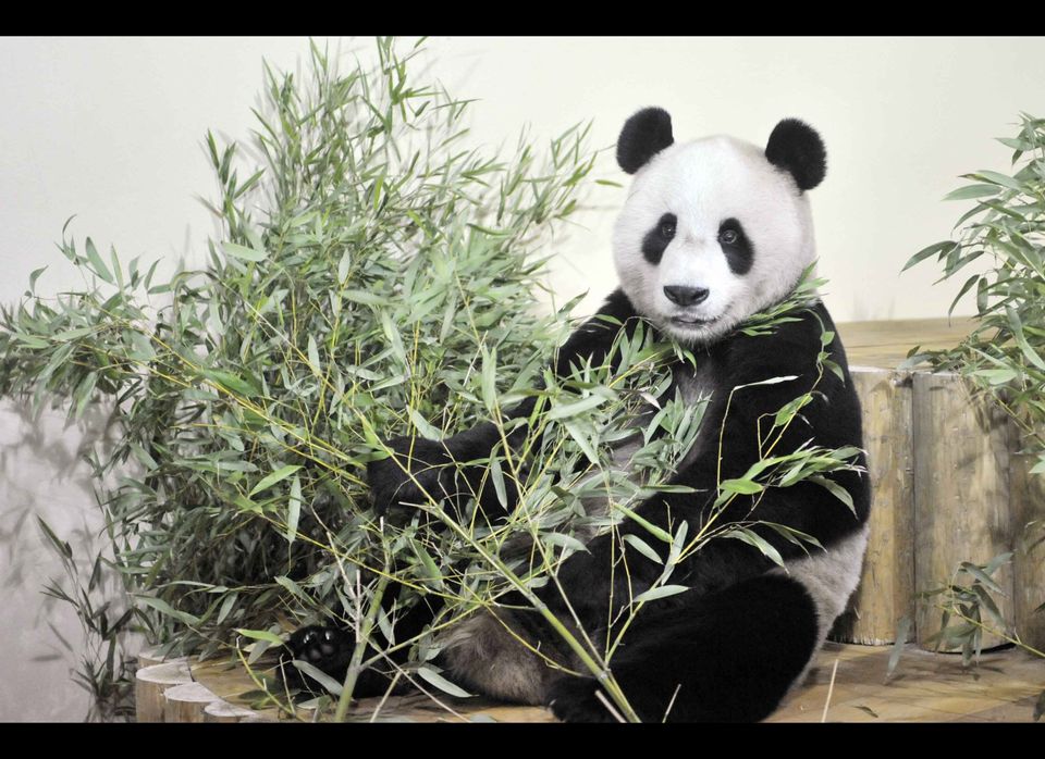 Chinese Pandas Tian Tian and Yang Guang Arrive In The UK