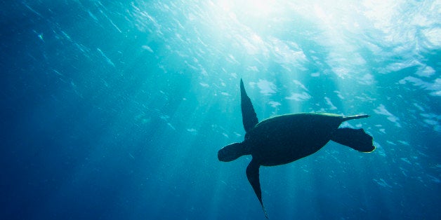 A large sea turtle silhouetted against the warm summer sun of hawaii and its deep clear waters.