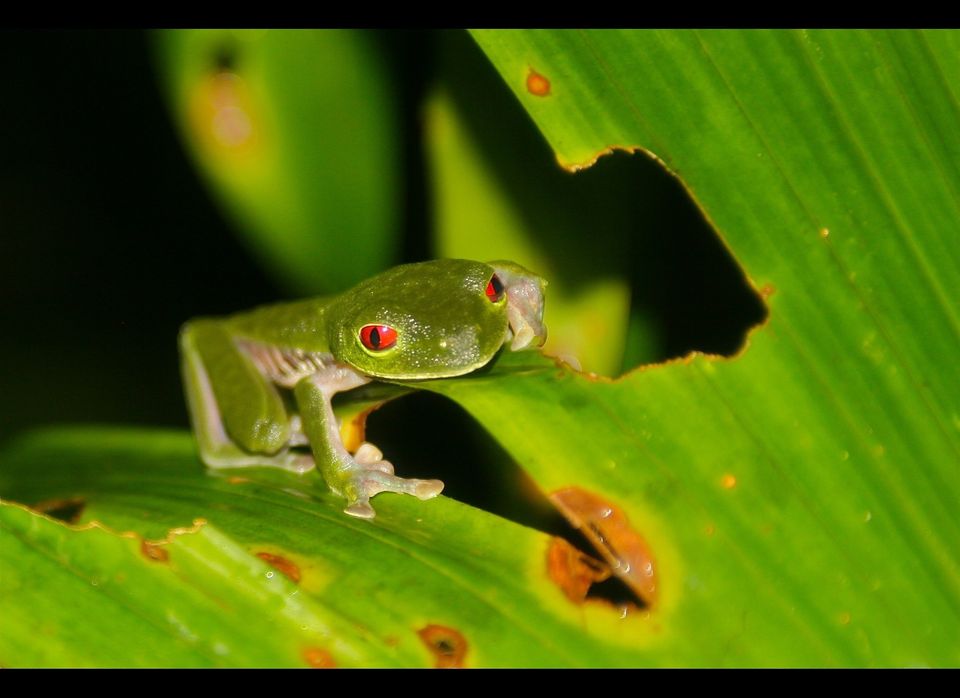Red-Eyed Green Leaf Frog
