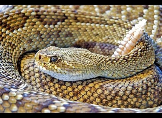 Welcome to the House of Slytherin: Salazar's pit viper, a new green pit  viper from India