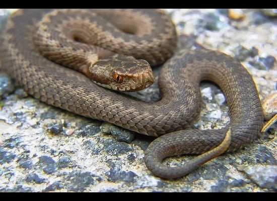 North Carolina Zoo on X: A snake playing possum? Eastern hognose