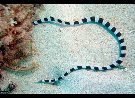 Venomous Cobra Escapes Terrarium at Swedish Zoo – NBC New York