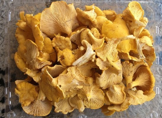 Chanterelles