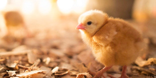 A cute baby chicken stands in her chicken coup.