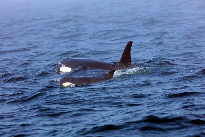 On Aug. 7, 2018, a southern resident orca, known as J50, is shown swimming with her mother, J16, near the west coast of Vancouver, British Columbia.