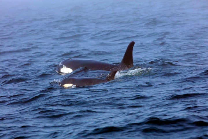 On Aug. 7, 2018, a southern resident orca, known as J50, is shown swimming with her mother, J16, near the west coast of Vanco