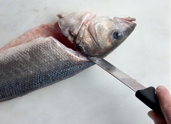 Filleting And Skinning Round Fish -- Step 1: The First Cut