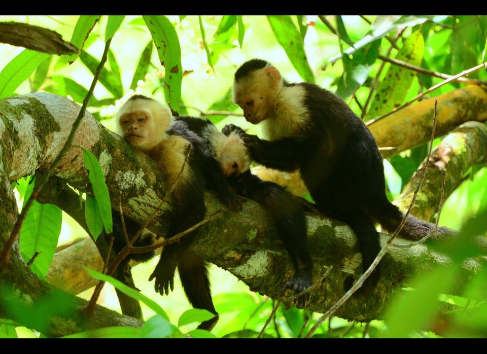 Capuchin monkeys