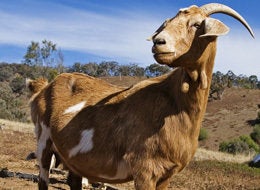 Goat Meat Faces A Bright Future | HuffPost Life