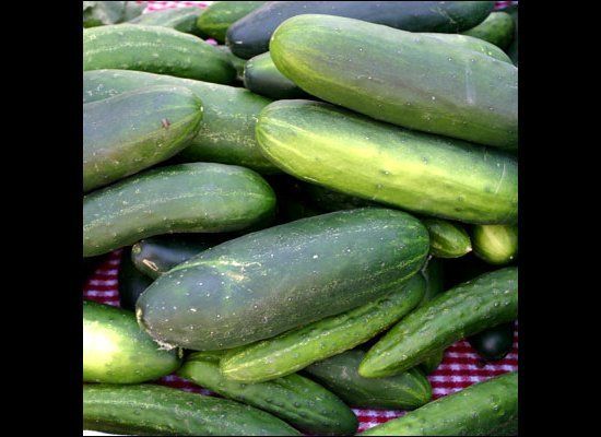 Cucumbers Are Sweeter When Planted Near Sunflowers