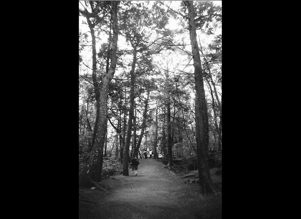 entering aokigahara