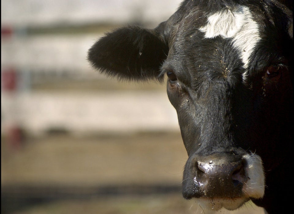 Meditate Like An Old Cow Pees