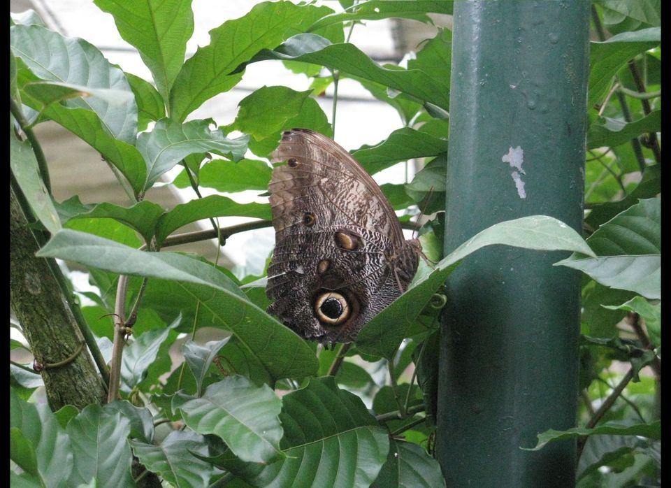 Owl Butterfly
