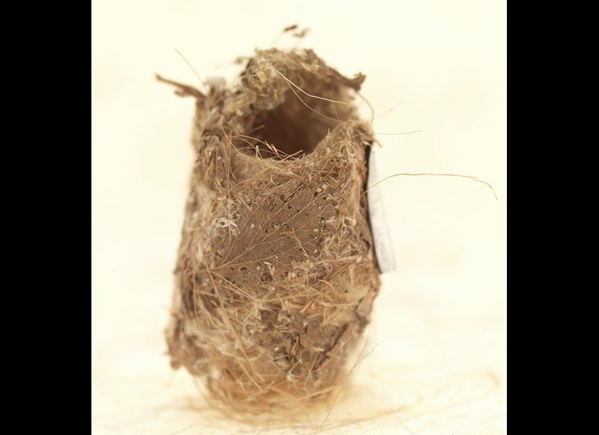 Cisticola exilis (Golden-headed Cisticola) nest