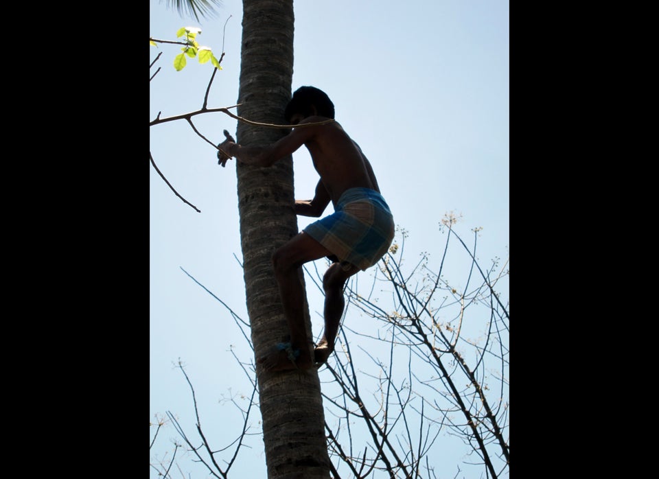 Tree Climber