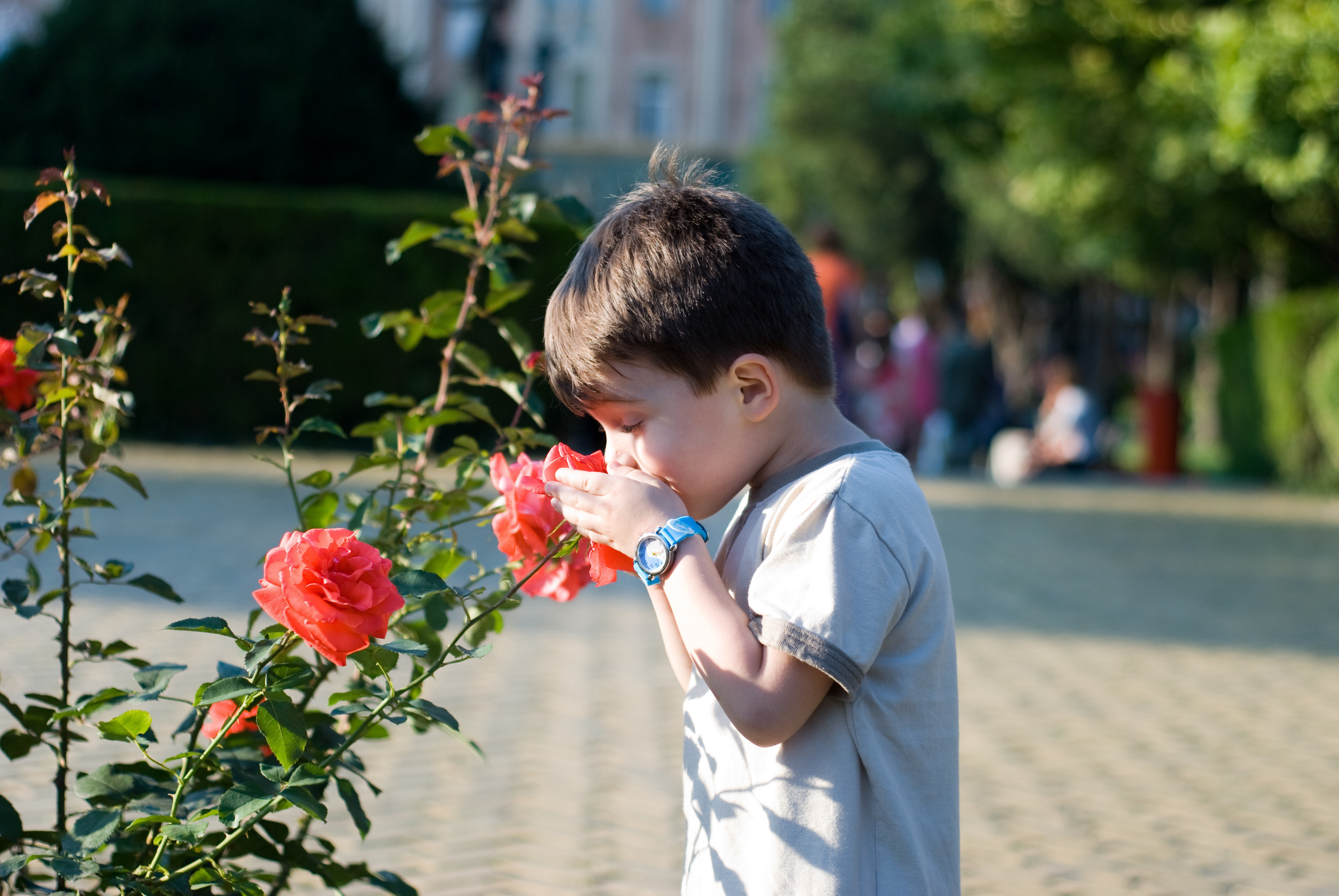 the rose smells