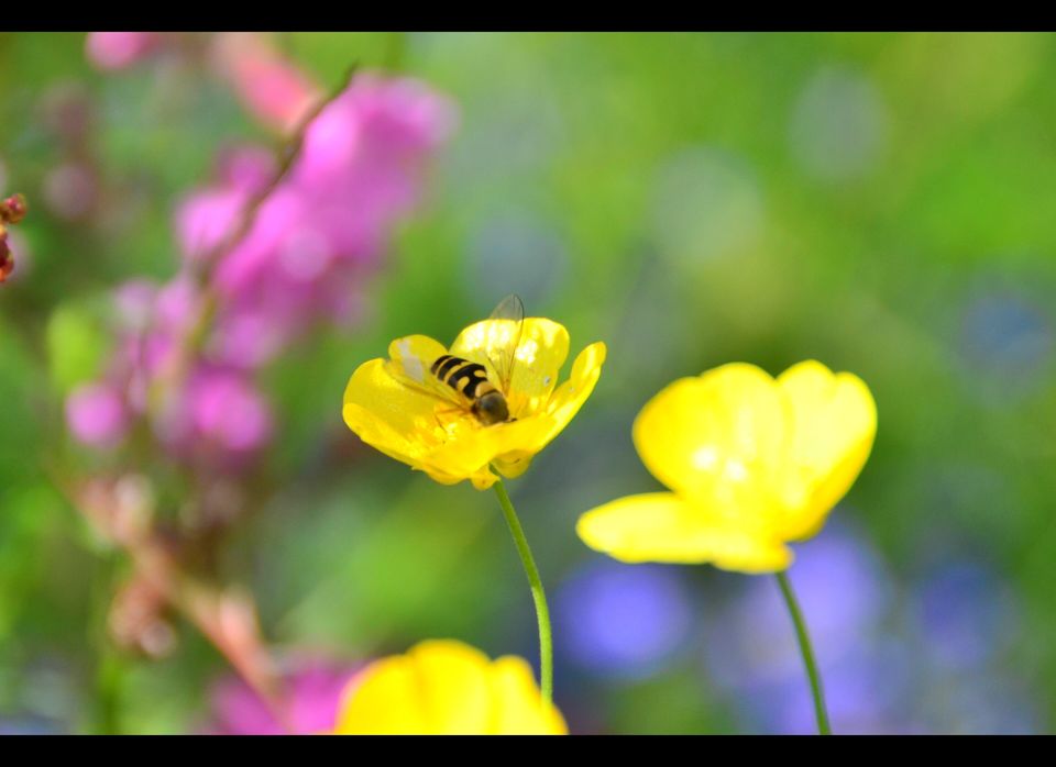 Buttercups and Bees