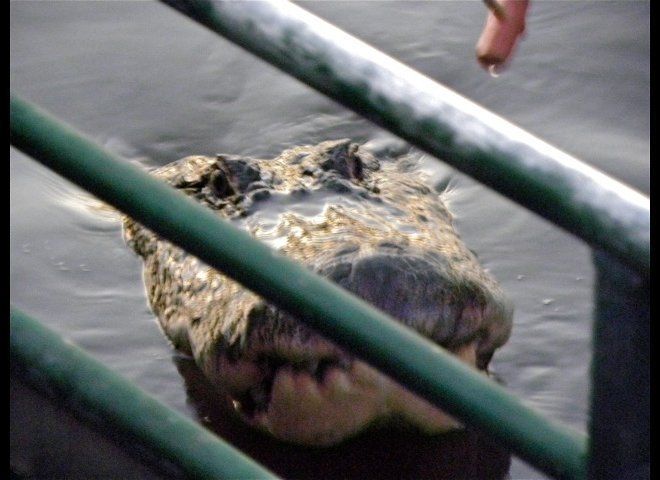 Brutus, an Alligator in the Honey Island Swamps