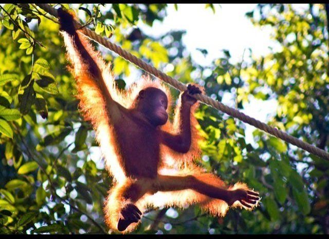 Playtime for a Baby Orangutan