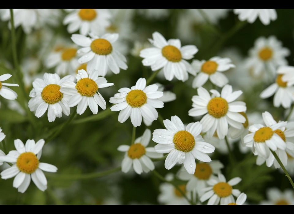 Feverfew