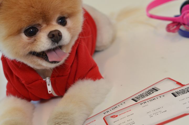 Boo, World's Cutest Dog, Is Now Official Pet Liaison For Virgin America  (PHOTOS)